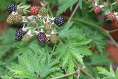 Rubus laciniatus Oregon Cut-Leaf Blackberry, Cutleaf blackberry
