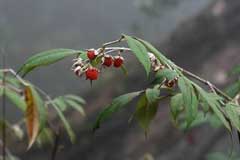 Rubus lineatus Rubus lineatus