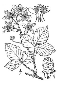 Rubus louisianus Sawtooth blackberry Rubus louisianus Sawtooth blackberry
