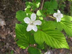 Rubus microphyllus Hsuan Kou Tzu, Mu Mei, Shan Mei, Rubus microphyllus Hsuan Kou Tzu, Mu Mei, Shan Mei,