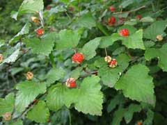 Rubus microphyllus Hsuan Kou Tzu, Mu Mei, Shan Mei, Rubus microphyllus Hsuan Kou Tzu, Mu Mei, Shan Mei,