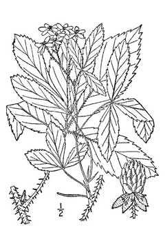 Rubus nigricans Setose blackberry Rubus nigricans Setose blackberry