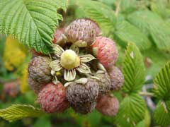 Rubus niveus Ceylon Raspberry, Snowpeaks raspberry Rubus niveus Ceylon Raspberry, Snowpeaks raspberry