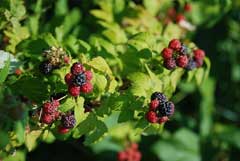 Rubus occidentalis Black Raspberry