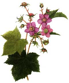 Rubus odoratus Thimbleberry, Purpleflowering raspberry Rubus odoratus Thimbleberry, Purpleflowering raspberry