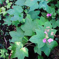 Rubus odoratus Thimbleberry, Purpleflowering raspberry Rubus odoratus Thimbleberry, Purpleflowering raspberry