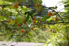 Rubus palmatus 