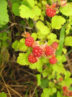 Rubus parvifolius Japanese Raspberry