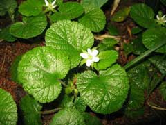Rubus pectinellus Atibulnak, Rubus pectinellus Atibulnak,