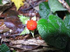 Rubus pectinellus Atibulnak, Rubus pectinellus Atibulnak,