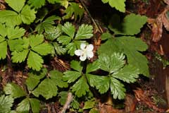 Rubus pedatus Trailing Wild Raspberry, Strawberryleaf raspberry Rubus pedatus Trailing Wild Raspberry, Strawberryleaf raspberry