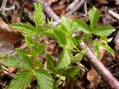 Rubus pubescens Dwarf Red Blackberry Rubus pubescens Dwarf Red Blackberry