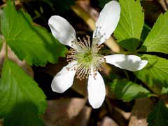 Rubus pubescens Dwarf Red Blackberry Rubus pubescens Dwarf Red Blackberry