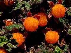 Rubus rolfei Rubus rolfei