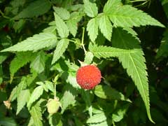 Rubus rosifolius Mauritius Raspberry Rubus rosifolius Mauritius Raspberry