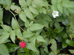Rubus rosifolius Mauritius Raspberry Rubus rosifolius Mauritius Raspberry