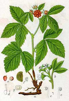 Rubus saxatilis Stone Bramble Rubus saxatilis Stone Bramble