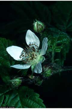 Rubus ursinus Pacific Dewberry, California blackberry Rubus ursinus Pacific Dewberry, California blackberry