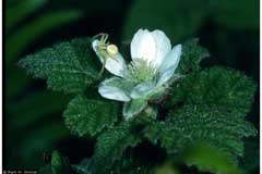 Rubus ursinus Pacific Dewberry, California blackberry Rubus ursinus Pacific Dewberry, California blackberry
