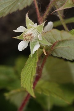 Rubus strigosus American Red Raspberry, Grayleaf red raspberry Rubus strigosus American Red Raspberry, Grayleaf red raspberry