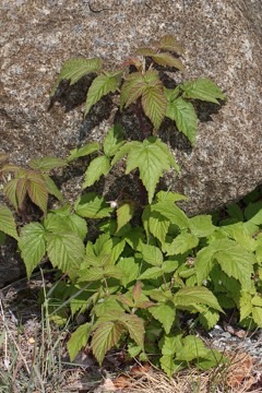 Rubus strigosus American Red Raspberry, Grayleaf red raspberry Rubus strigosus American Red Raspberry, Grayleaf red raspberry