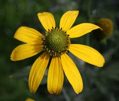 Rudbeckia laciniata Cone Flower, Cutleaf coneflower, Green Headed Coneflower Rudbeckia laciniata Cone Flower, Cutleaf coneflower, Green Headed Coneflower
