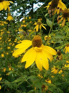 Rudbeckia laciniata Cone Flower, Cutleaf coneflower, Green Headed Coneflower Rudbeckia laciniata Cone Flower, Cutleaf coneflower, Green Headed Coneflower