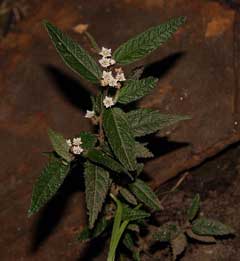Rulingia dasyphylla Rulingia dasyphylla