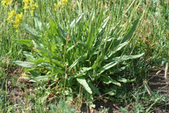 Rumex acetosa Sorrel