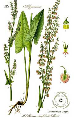 Rumex arifolius Maiden Sorrel Rumex arifolius Maiden Sorrel