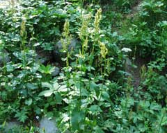Rumex arifolius Maiden Sorrel Rumex arifolius Maiden Sorrel