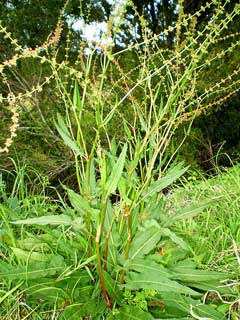 Rumex brownii Swamp Dock Rumex brownii Swamp Dock