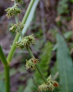 Rumex brownii Swamp Dock Rumex brownii Swamp Dock