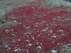 Rumex bucephalophorus red dock Rumex bucephalophorus red dock