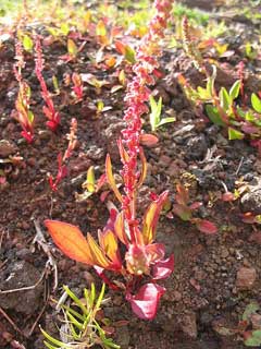 Rumex bucephalophorus red dock Rumex bucephalophorus red dock