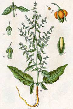 Rumex conglomeratus Sharp Dock, Clustered dock Rumex conglomeratus Sharp Dock, Clustered dock