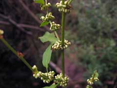 Rumex conglomeratus Sharp Dock, Clustered dock Rumex conglomeratus Sharp Dock, Clustered dock