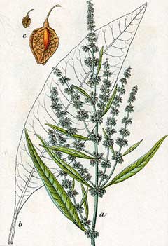 Rumex hydrolapathum Great Water Dock Rumex hydrolapathum Great Water Dock