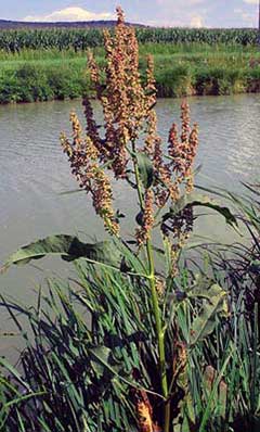 Rumex hydrolapathum Great Water Dock Rumex hydrolapathum Great Water Dock
