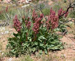 Rumex hymenosepalus Canaigre, Canaigre dock Rumex hymenosepalus Canaigre, Canaigre dock