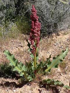 Rumex hymenosepalus Canaigre, Canaigre dock Rumex hymenosepalus Canaigre, Canaigre dock