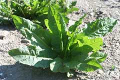 Rumex longifolius dooryard dock Rumex longifolius dooryard dock