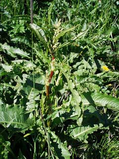 Rumex longifolius dooryard dock Rumex longifolius dooryard dock
