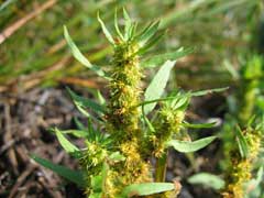Rumex maritimus Golden Dock Rumex maritimus Golden Dock