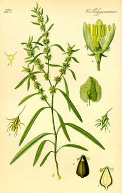 Rumex maritimus Golden Dock Rumex maritimus Golden Dock