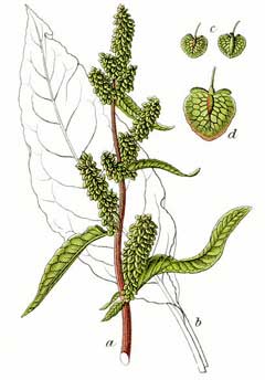 Rumex patientia Herb Patience Rumex patientia Herb Patience