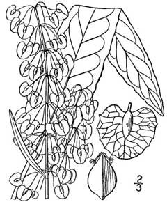 Rumex patientia Herb Patience Rumex patientia Herb Patience