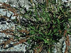 Rumex salicifolius Willow Dock, Toothed willow dock, Lake willow dock, Mexican dock Rumex salicifolius Willow Dock, Toothed willow dock, Lake willow dock, Mexican dock