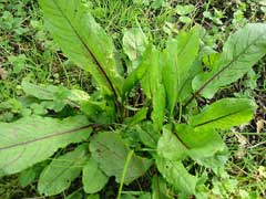 Rumex sanguineus Red-Veined Dock, Redvein dock, Sorrel, Bloody Dock Rumex sanguineus Red-Veined Dock, Redvein dock, Sorrel, Bloody Dock
