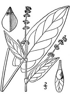 Rumex sanguineus Red-Veined Dock, Redvein dock, Sorrel, Bloody Dock Rumex sanguineus Red-Veined Dock, Redvein dock, Sorrel, Bloody Dock